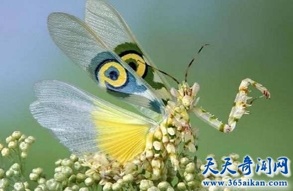 魔花螳螂6.jpg