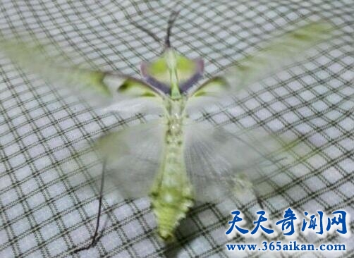 魔花螳螂2.jpg