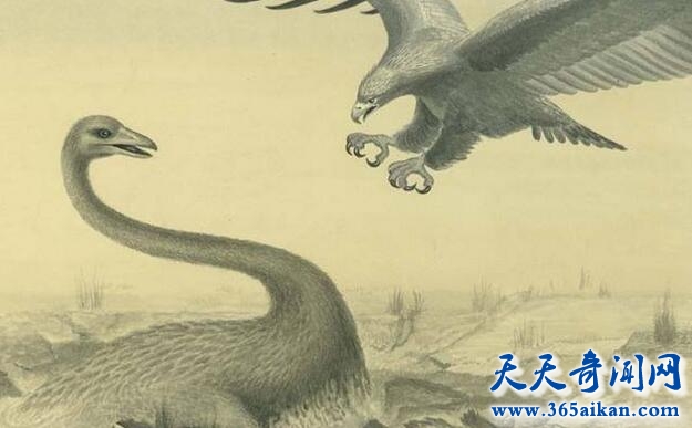 哈斯特鹰3.jpg