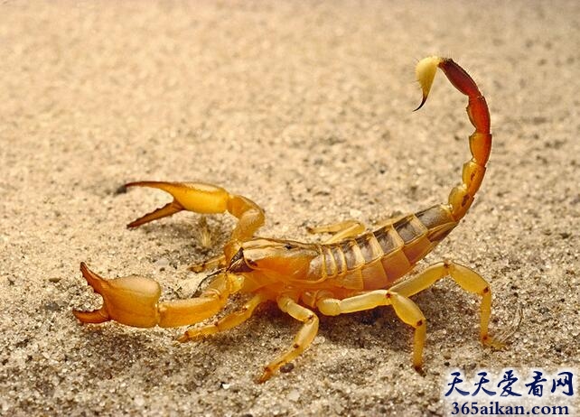 蝎子交配吃掉配偶.jpg