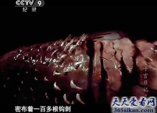 盘点动物界的各种丁丁，尺寸惊人、千奇百怪的形状，看完后不禁感叹人类果然不如禽兽的！