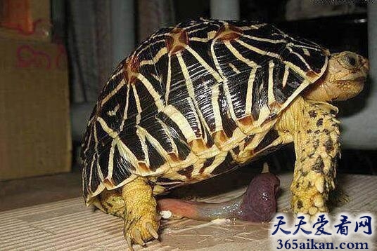 盘点动物界的各种丁丁，尺寸惊人、千奇百怪的形状，看完后不禁感叹人类果然不如禽兽的！