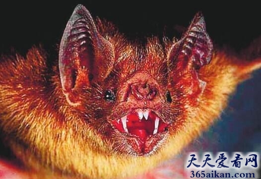 吸血蝙蝠.jpg