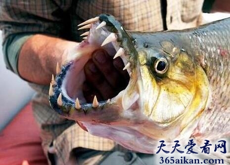 虎鱼.jpg