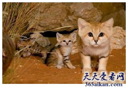 世界上最可怜的猫咪种类，非洲沙猫被滥捕濒临灭绝