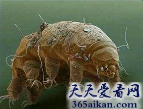 揭秘地球上的不死生物，杀不死的“水熊虫”，生命力顽强到令人震惊