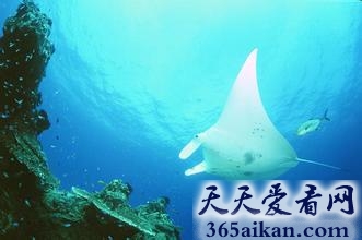 盘点全球十大潜水盛胜有哪些？全球十大潜水胜地美图欣赏