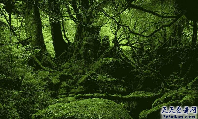 世界上最大的热带雨林：亚马逊热带雨林