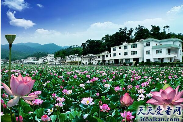 中国莲花第一村：广昌县