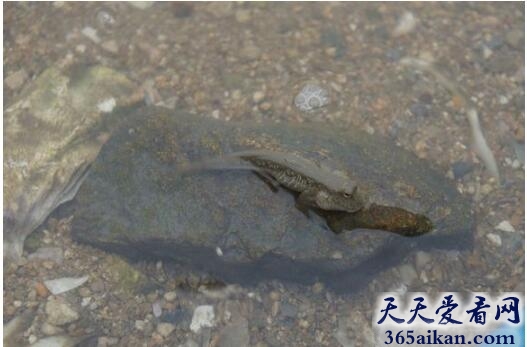 细乌贼.jpg
